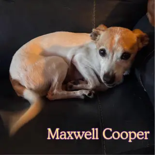 Maxwell Cooper
