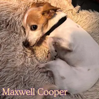 Maxwell Cooper