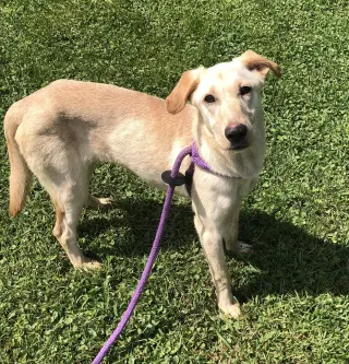 Macy