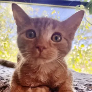 Lucien