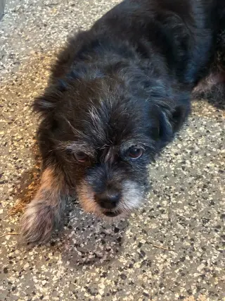 Chewy