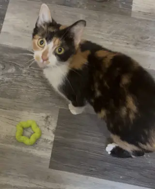 Cora