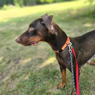 Freya