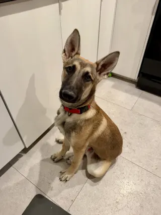 Joey
