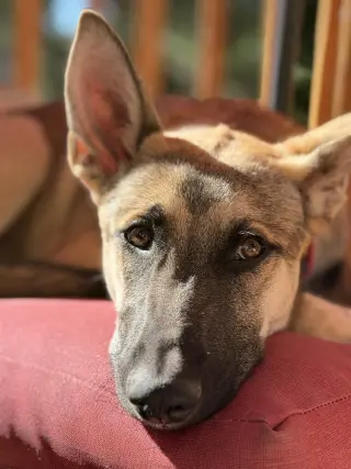 Joey