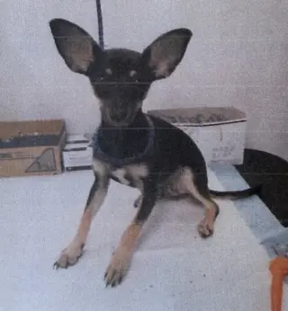 Mr. Ears