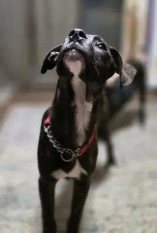 Beloved Babes : Buster