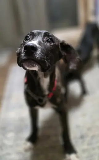Beloved Babes : Buster