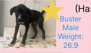 Beloved Babes : Buster