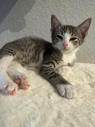 Max