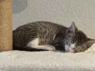Max