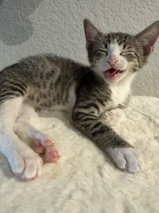 Max