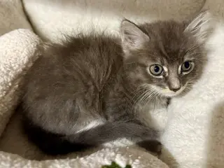 Darby 7.15.26