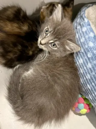 Darby 7.15.26