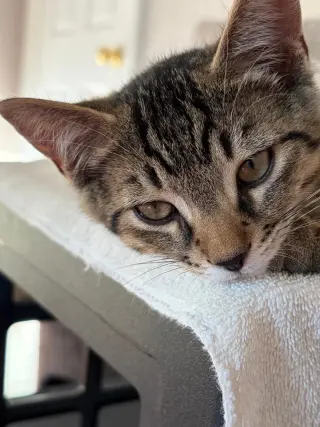 Gaston