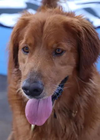 Canelo