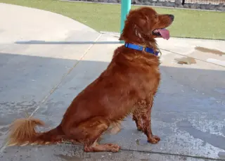 Canelo