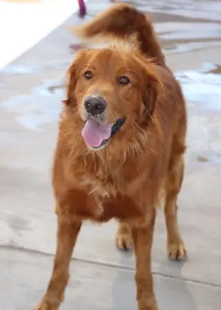 Canelo