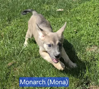Mona