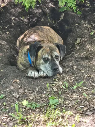Penny