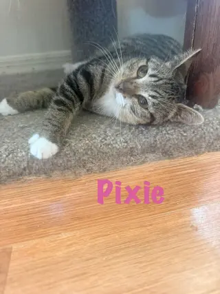 Pixie