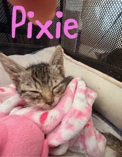 Pixie