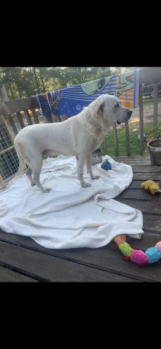 Roscoe (Courtesy Post)