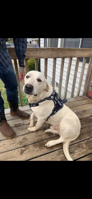 Roscoe (Courtesy Post)