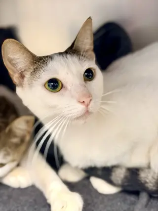 Lia
