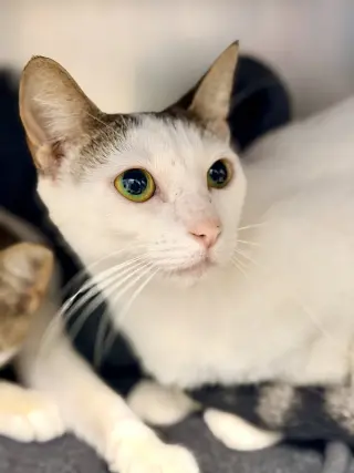 Lia