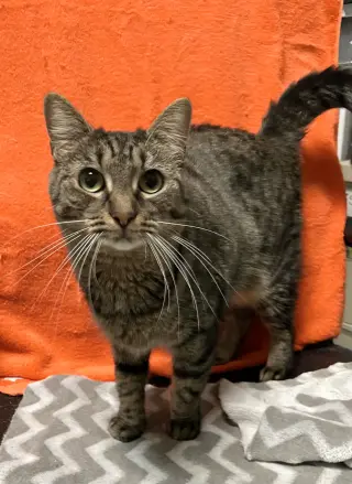 Anita