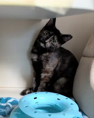 Paloma