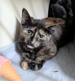 Paloma