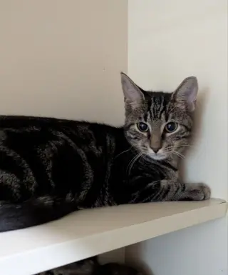 Pablo