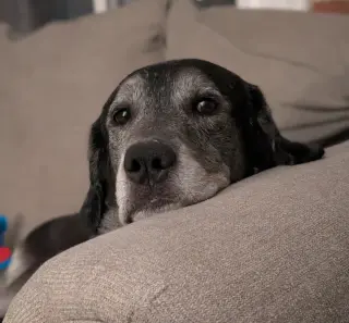 Big Boy Boston