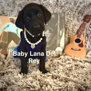 Baby Lana Del Rey