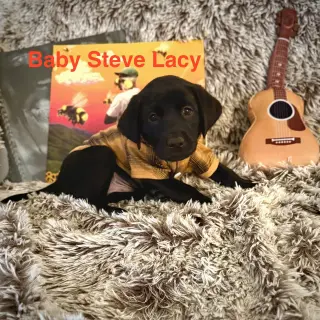 Baby Steve Lacy