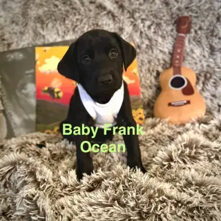 Baby Frank Ocean