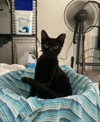 Jett (CL)