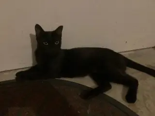 Jett (CL)