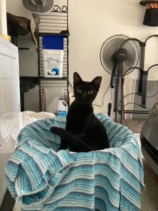 Jett (CL)