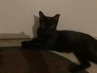 Jett (CL)