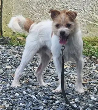 Toby