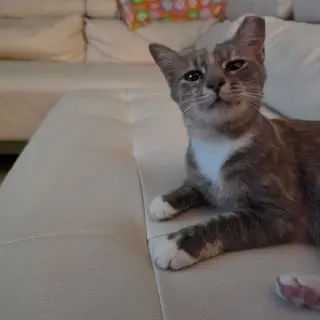 Birdie