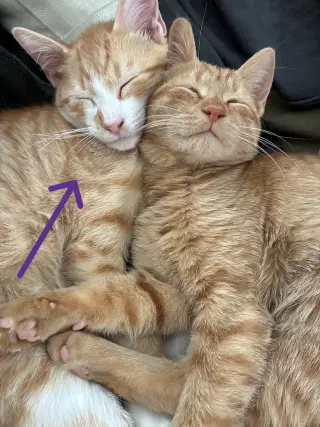 Otis =^.^=