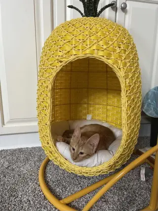 Olive =^.^=