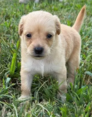 Carlie (AL)