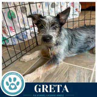 Greta (Gee Pups) 082226