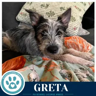 Greta (Gee Pups) 082226