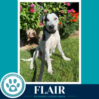 Flair (Speckled Six) 082226